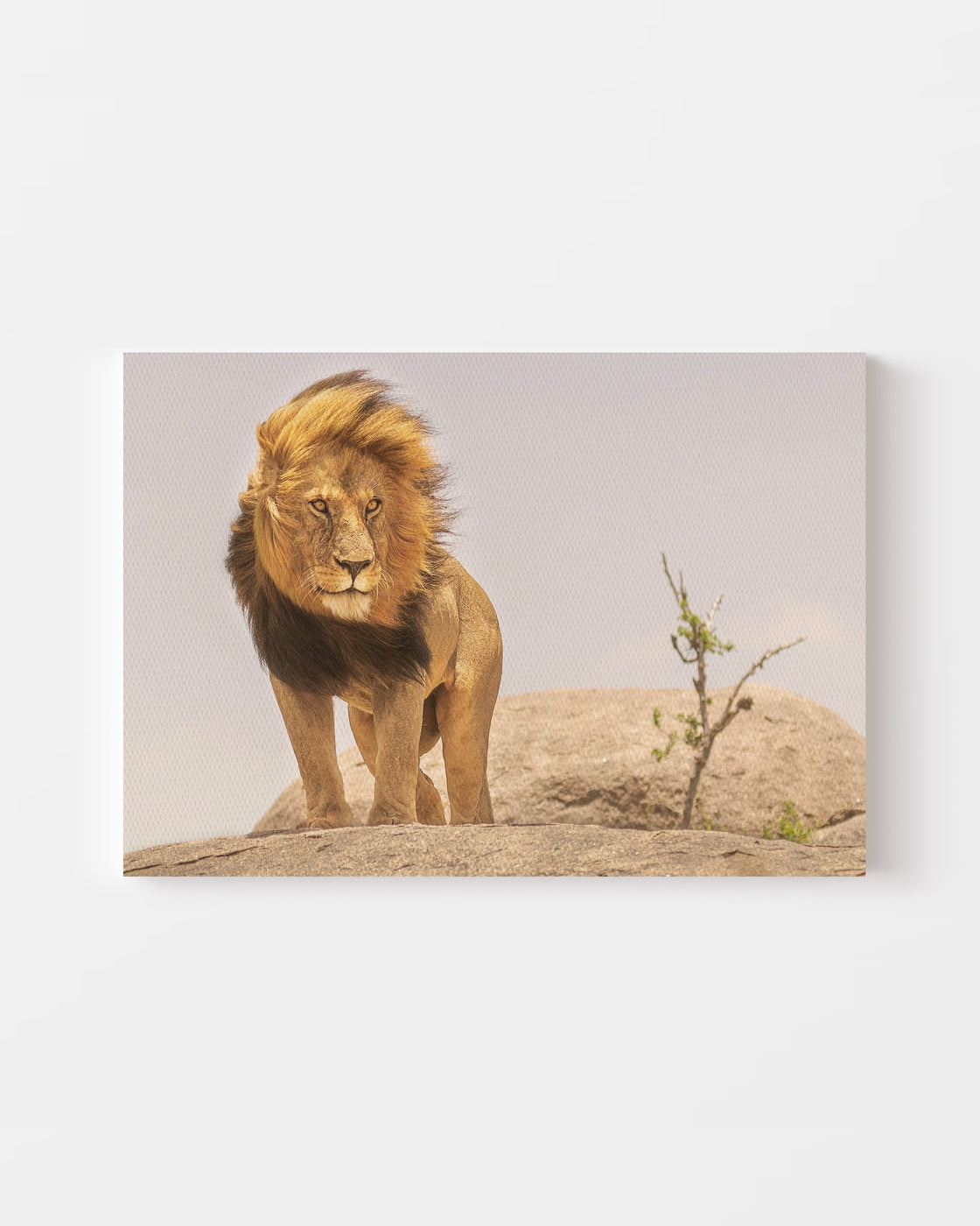 stretched-canvas