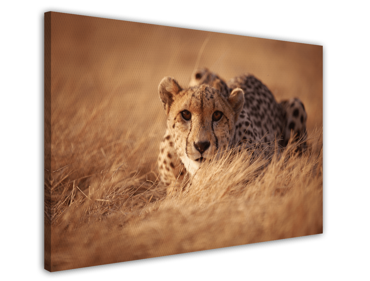 stretched-canvas