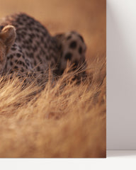 After Hover: Stalking cheetah