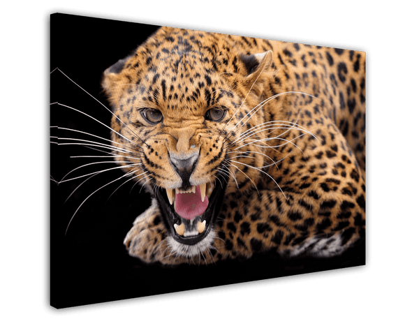 Fauchender Leopard