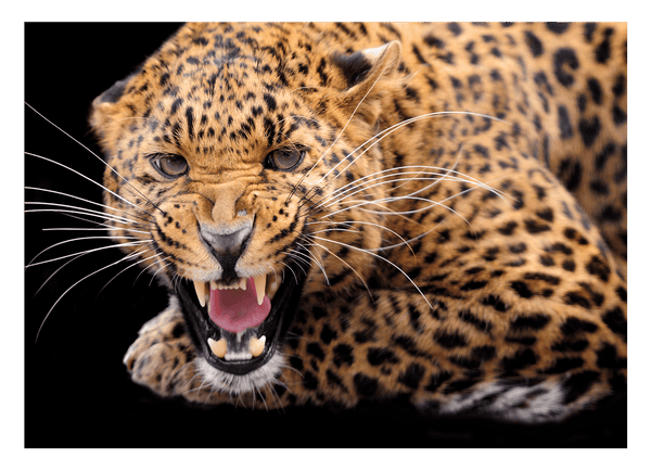 Fauchender Leopard
