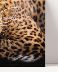 After Hover: Snarling Leopard