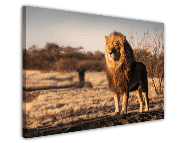 Löwe in afrikanischer Steppe