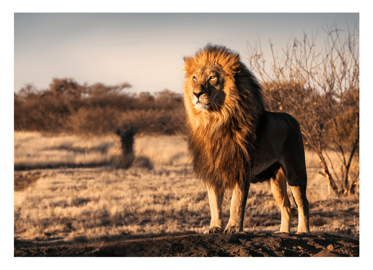 Löwe in afrikanischer Steppe