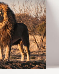 After Hover: Lion in the African savannah