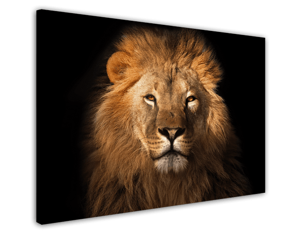Löwen-Portrait