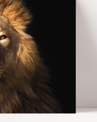 After Hover: Lion portrait