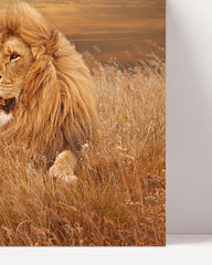 After Hover: Lion in the savannah