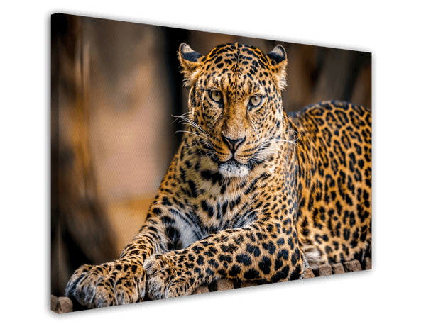 Liegender Leopard