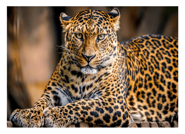 Liegender Leopard