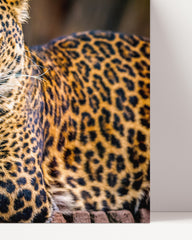 After Hover: Reclining leopard
