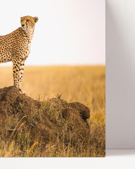 After Hover: Africa - Cheetahs in a group