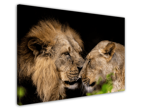 Löwen Paar - Afrika Wildtier Fotografie