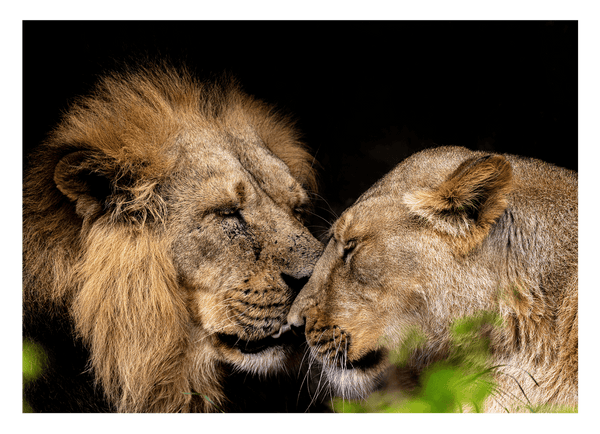 Löwen Paar - Afrika Wildtier Fotografie