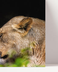 After Hover: Lion couple - Africa wildlife photography
