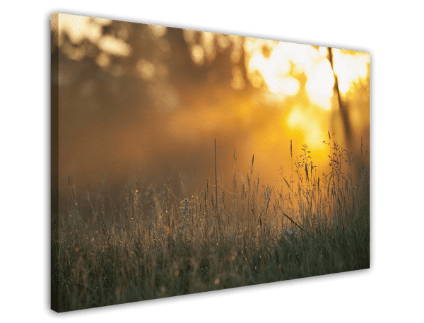 Sonnenstrahlen auf einer Wiese