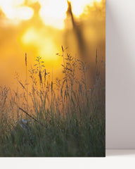 After Hover: Sunbeams on a meadow