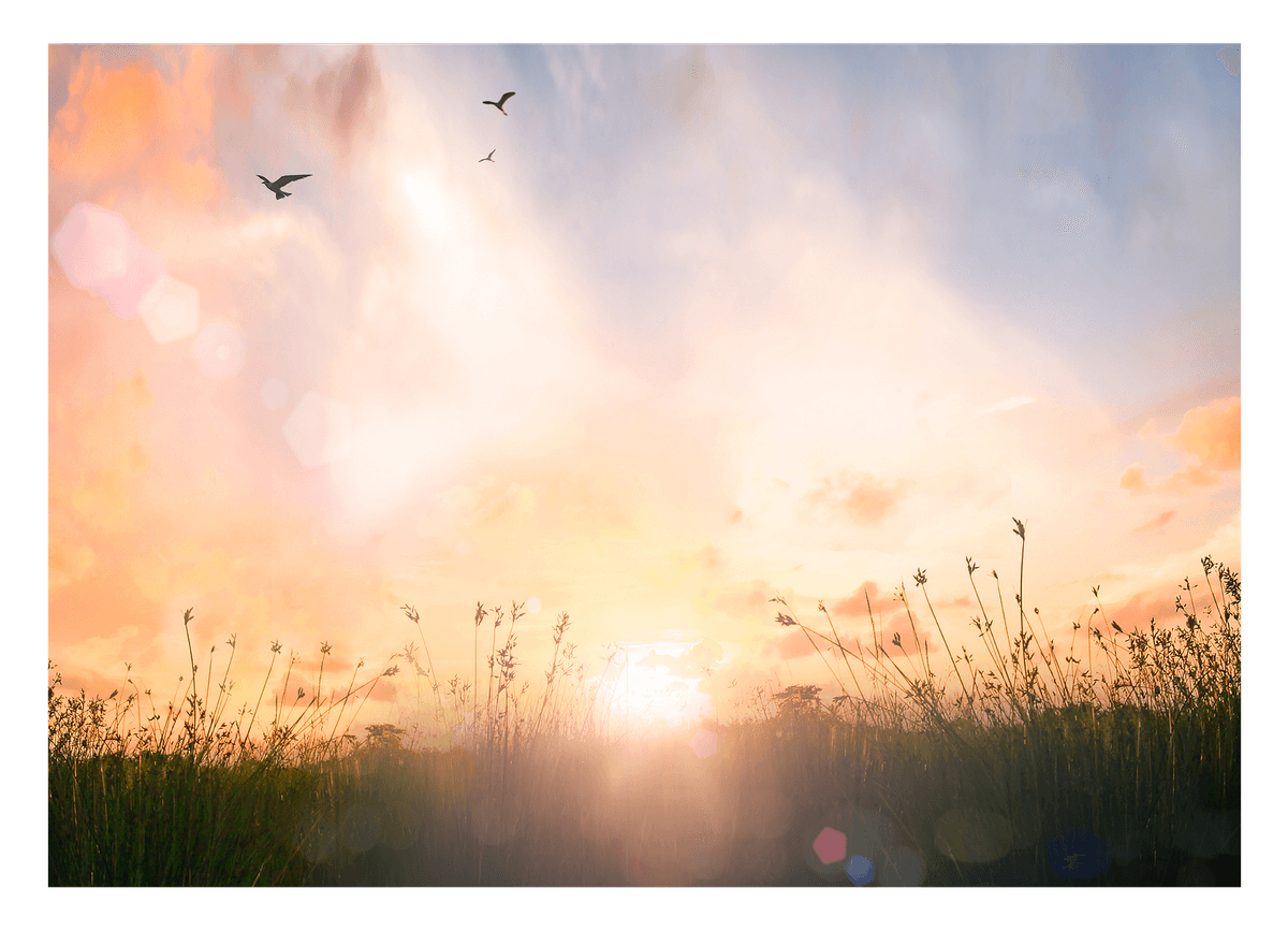 Sonnenstrahlen auf einer Wiese