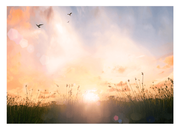 Sonnenstrahlen auf einer Wiese