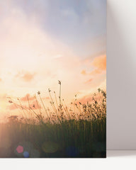 After Hover: Sunbeams on a meadow
