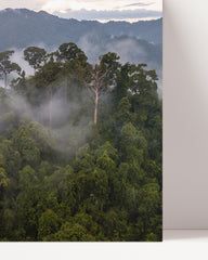 After Hover: Misty landscape