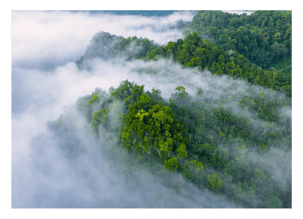 Wälder im Nebel