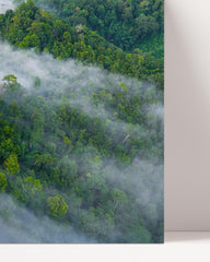 After Hover: Forests in the mist