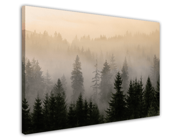 Bäume im Nebel