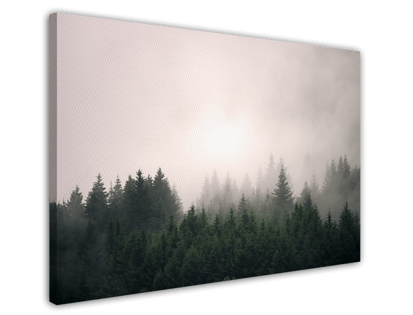 Bäume im Nebel