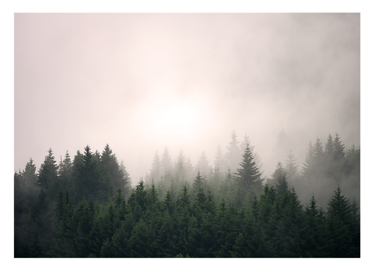 Bäume im Nebel