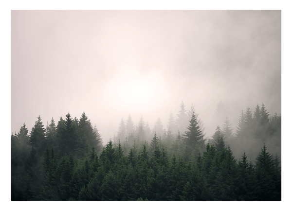Bäume im Nebel