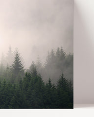 After Hover: Trees in the fog