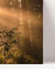 After Hover: Dawn in the forest