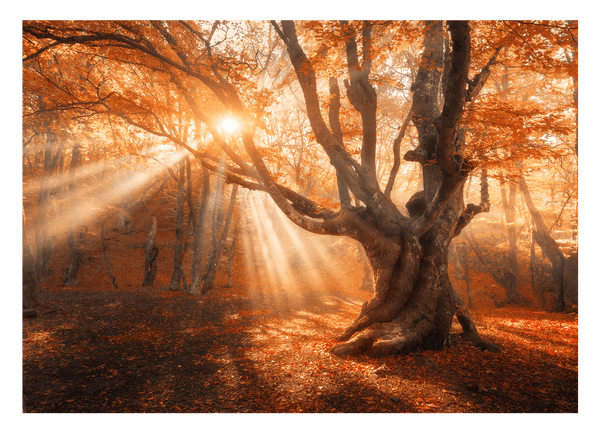 Sonnenstrahlen im Wald
