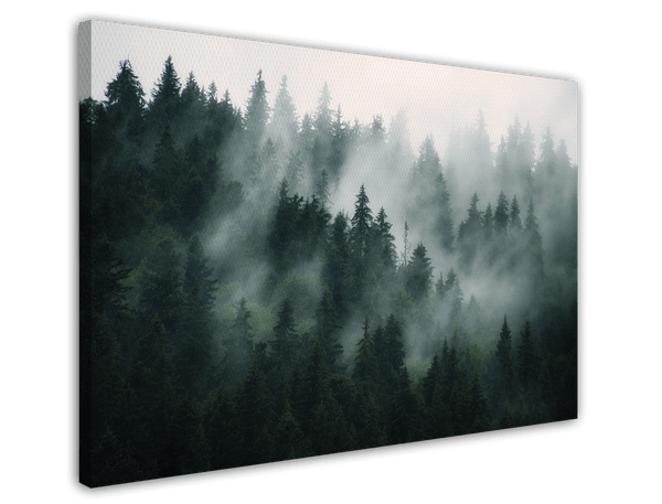 Bäume im Nebel