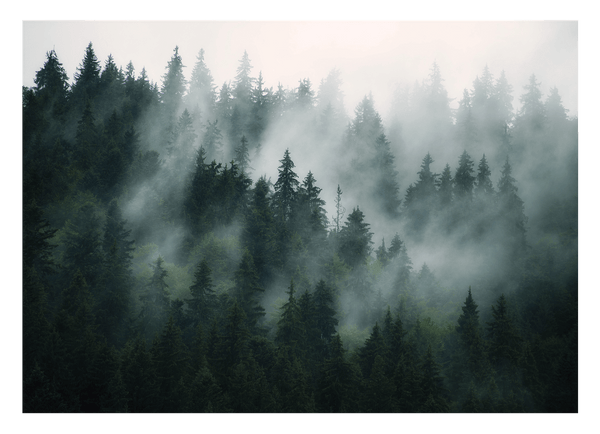 Bäume im Nebel