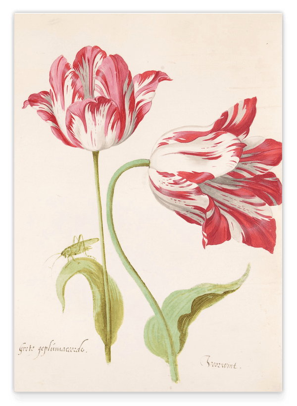 Jacob Marrel - Rot-Weiße Tulpen