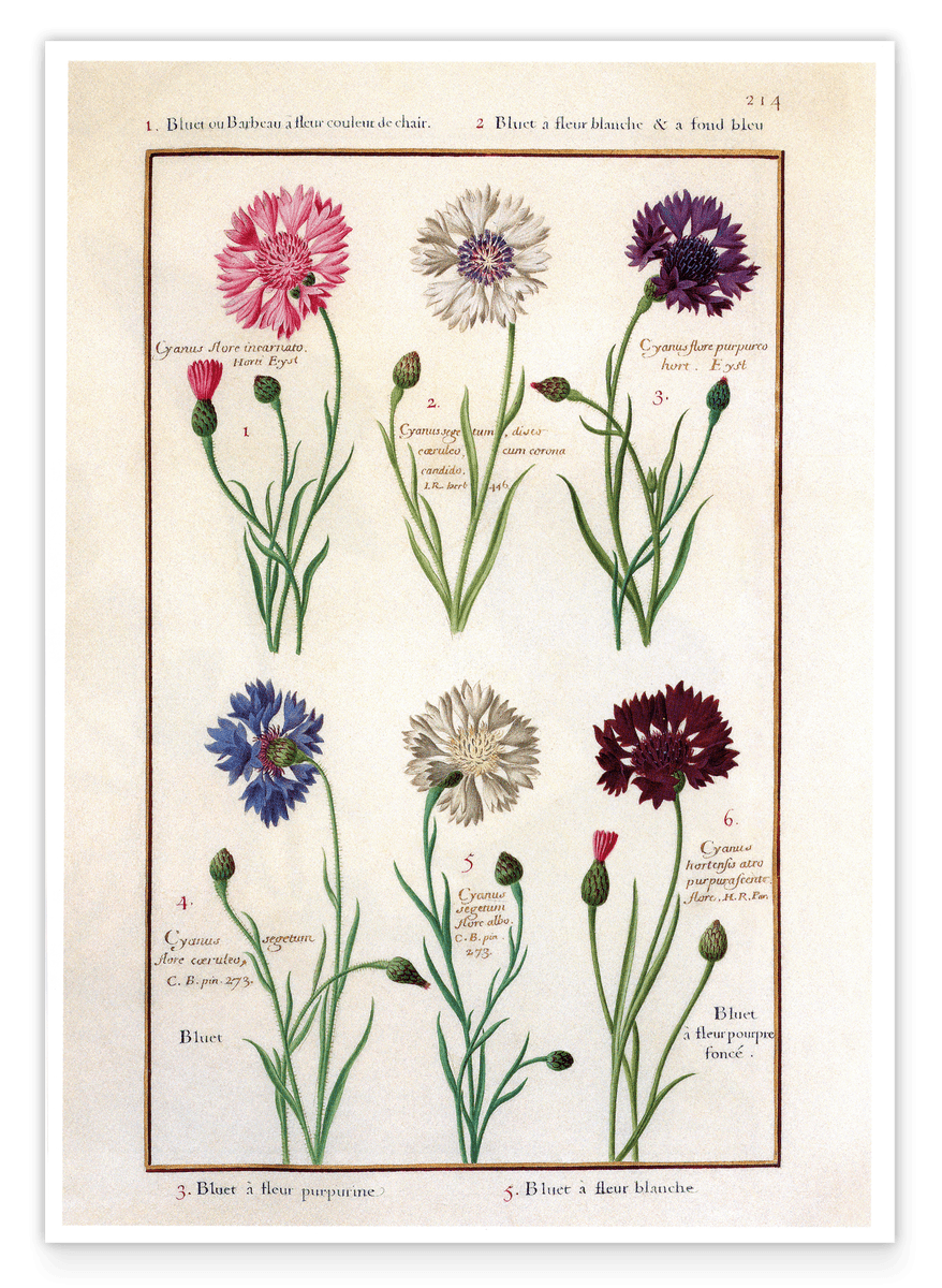 An overview of flowering flowers