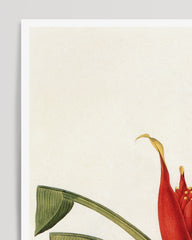 After Hover: Musa Coccinea - Red Dwarf Banana
