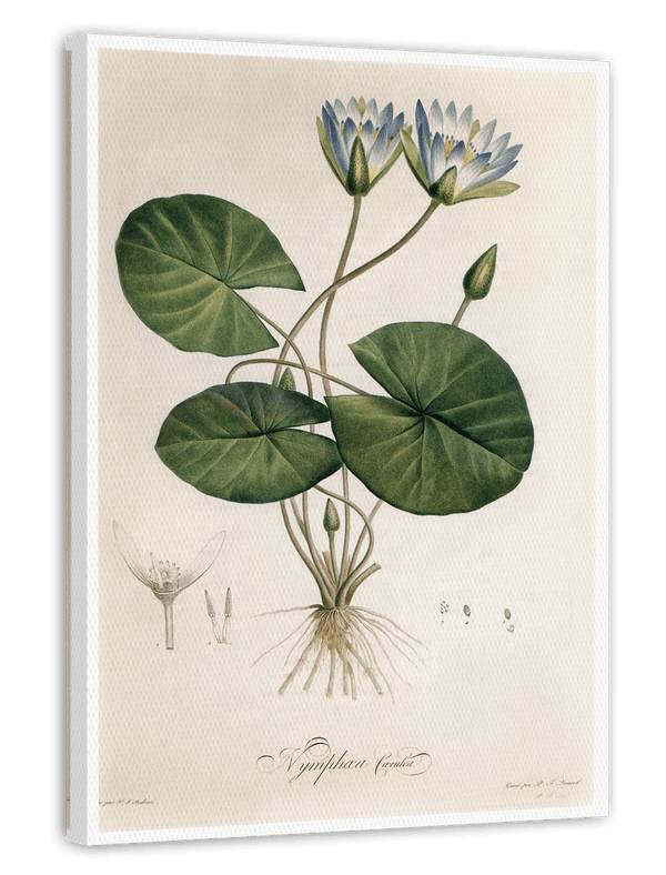 Nymphaea Caerulea - Blauer Lotus