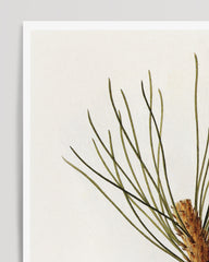 After Hover: Pinus Pinea - Pine