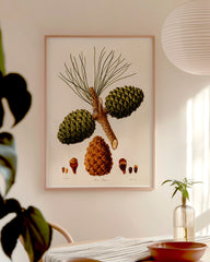 After Hover: Pinus Pinea - Pinie