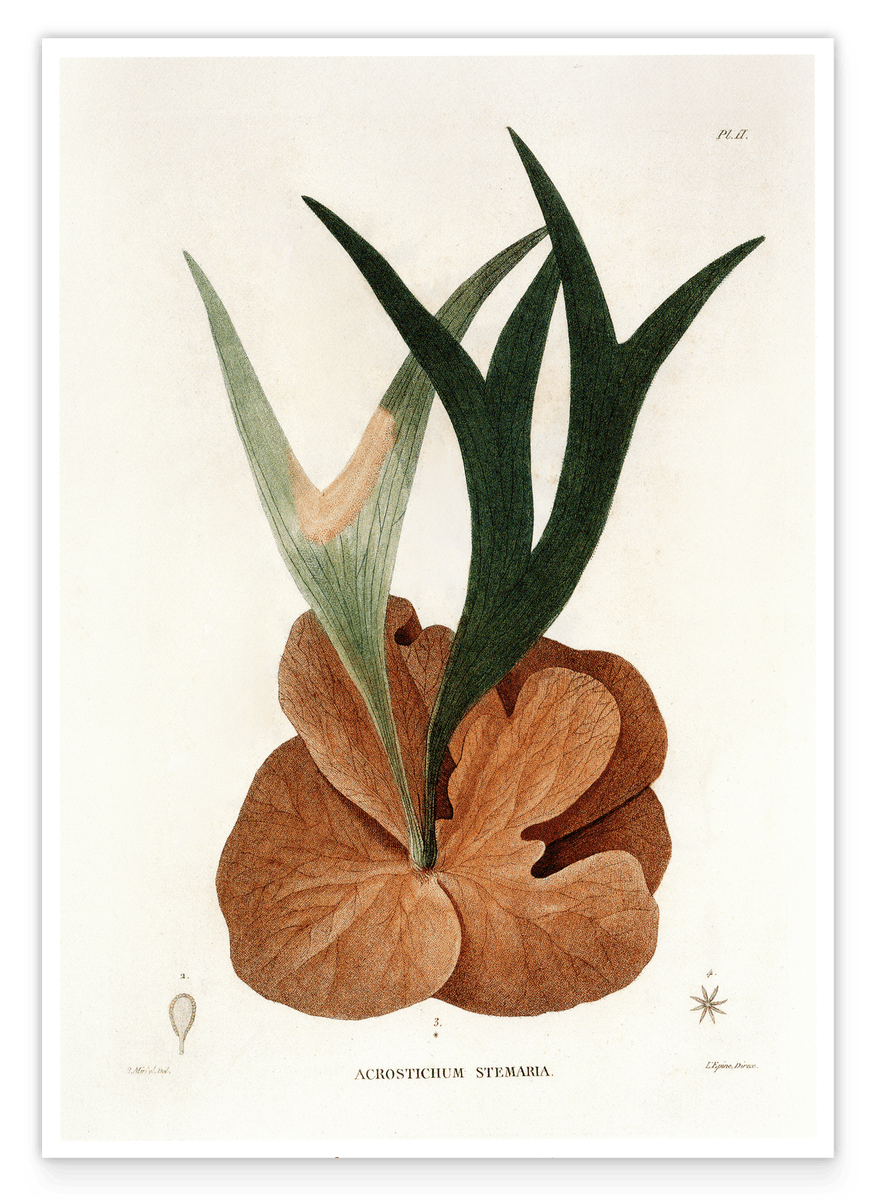 Acrostichum Stemaria - Mangrove Fern