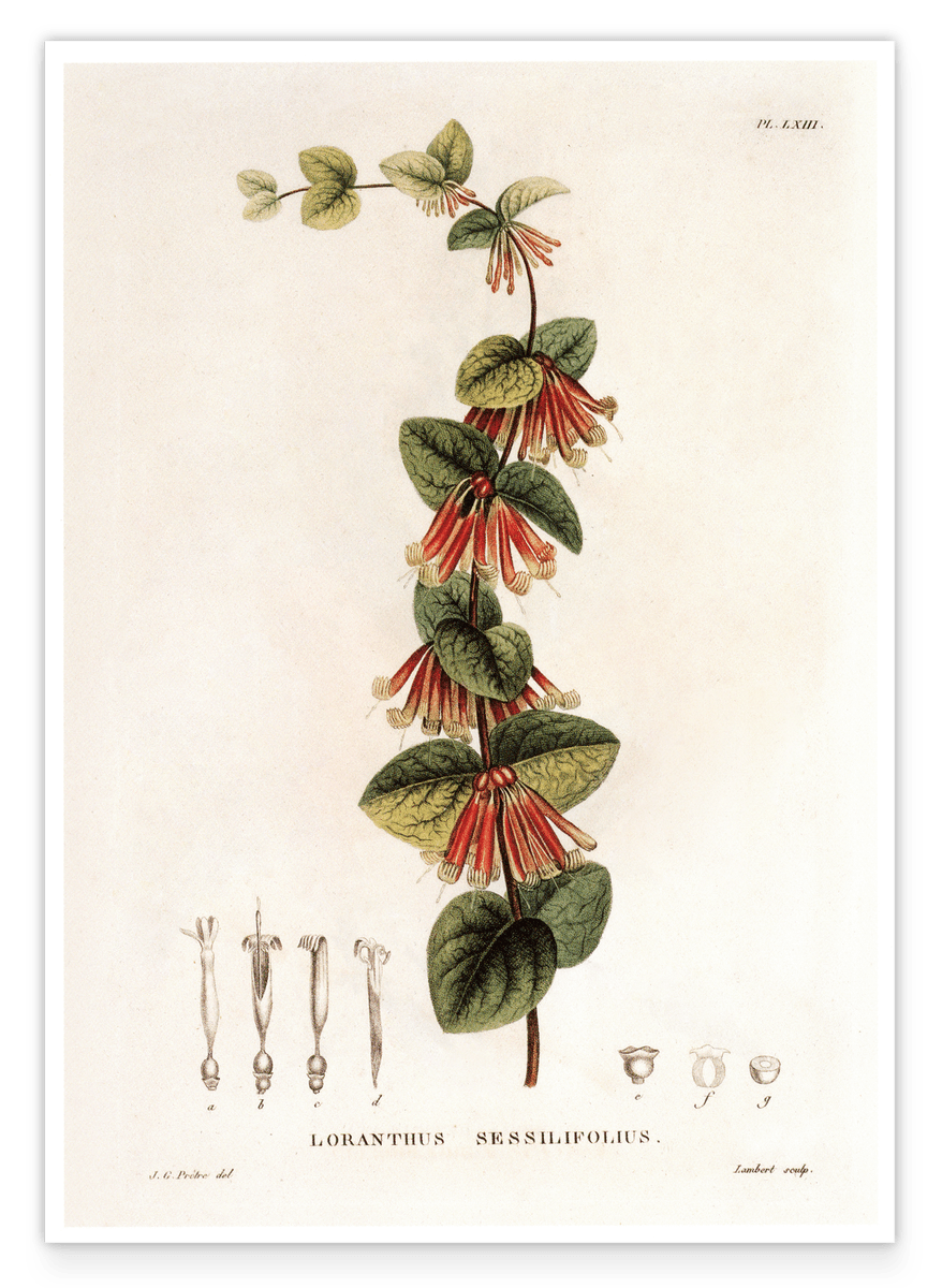 Loranthus sessilifolius - oak mistletoe