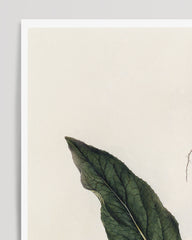 After Hover: Atropa Mandragora - Common Mandrake