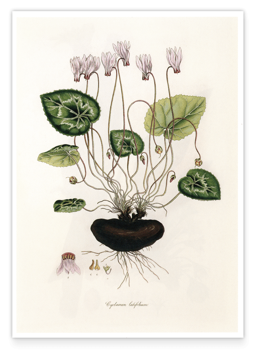 Cyclamen latifolium - Alpine violet