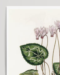After Hover: Cyclamen latifolium - Alpine violet