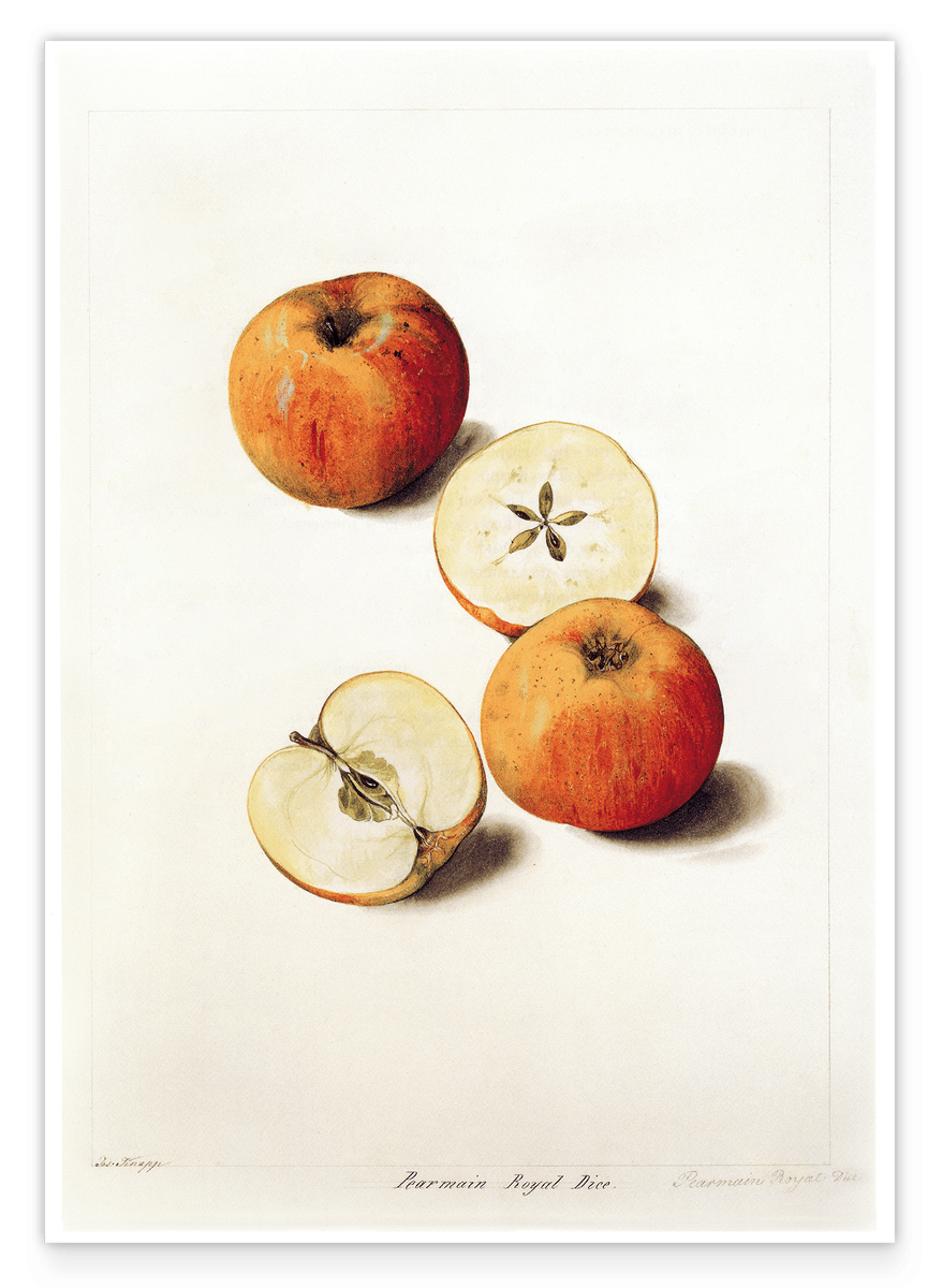 Pearmain Royal - Parmäne Apfel