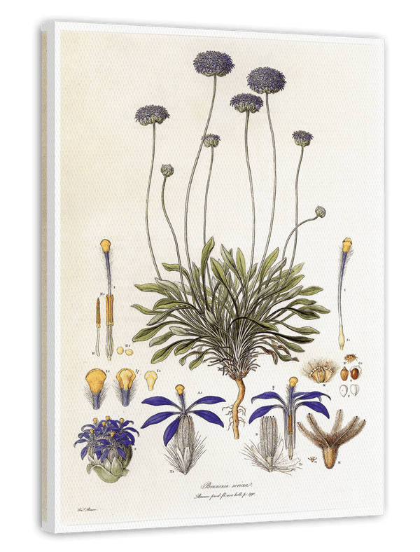 Brunonia Sericea - Lila Blüten