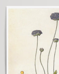 After Hover: Brunonia Sericea - Purple flowers